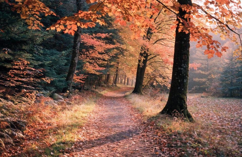 Forest path in autumn with orange and copper leaves