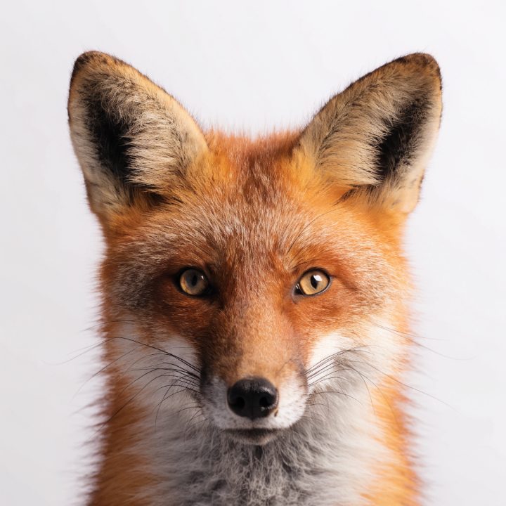 Fox photo used for the pattern