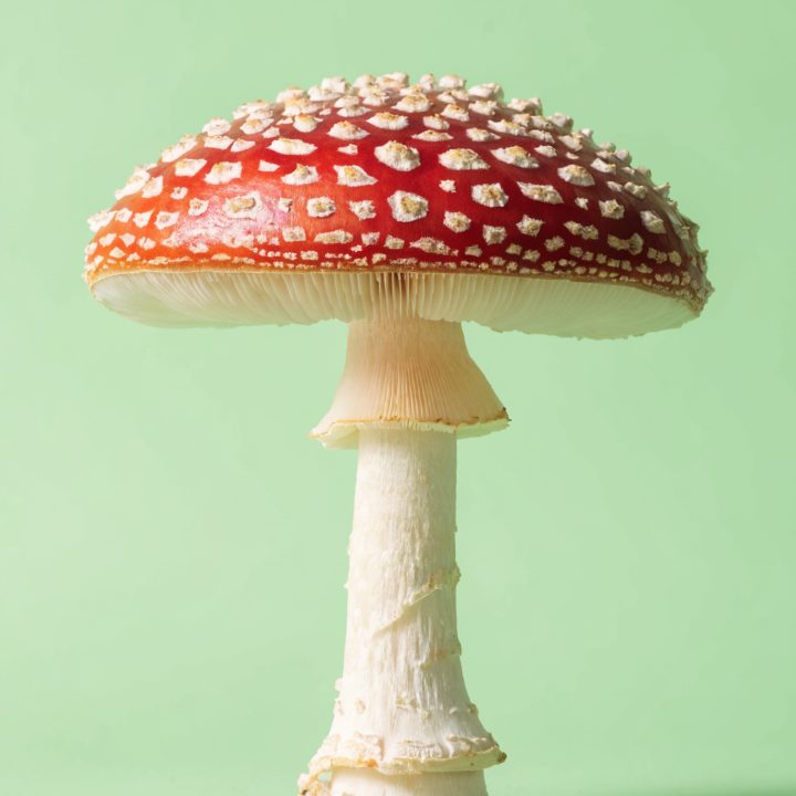 Mushroom photo used for the pattern