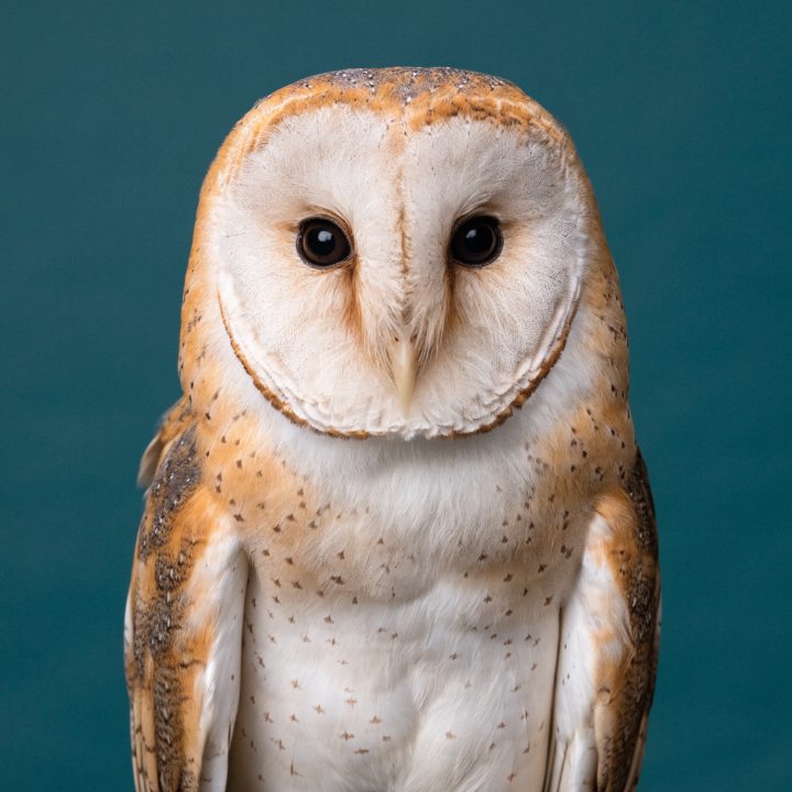 Owl photo used for the pattern