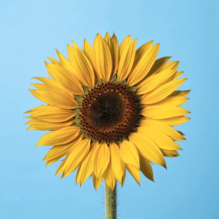 Sunflower photo used for the pattern